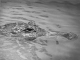 An Alligator Peers Above the Backwaters of Lafitte, Miss. Lámina fotográfica An Alligator Peers Above the Backwaters of Lafitte, Miss. Lámina fotográfica