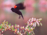 A Red-Winged Blackbird Lifts from its Perch on a Blooming Tree on a Rainy Spring Day Photographic Print