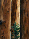 Young Engelmann Spruce Grows Between Spruce Snags, Fishlake National Forest, Utah, USA Lámina fotográfica por Scott T. Smith Young Engelmann Spruce Grows Between Spruce Snags, Fishlake National Forest, Utah, USA Lámina fotográfica por Scott T. Smith