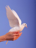Adult Hand with White Dove Photographic Print by Jim McGuire