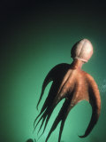 Giant Pacific Octopus, British Columbia Photographic Print by Jeff Rotman