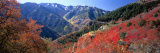 Maples on Slopes above Logan Canyon, Bear River Range, Wasatch-Cache National Forest, Utah, USA Photographic Print by Scott T. Smith