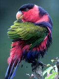 Red-Winged Parrot Photographic Print