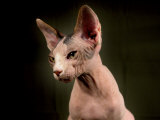 Young Hairless Sphinx Cat Photographic Print by Robert Ginn