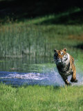 Bengal Tiger Running Out of the Water Photographic Print by Don Grall