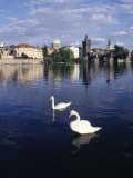 Swans, River Vltava, Prague, Czech Republic Photographic Print by Dan Gair