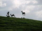 Impalas on the Run Photographic Print by Don Romero