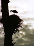 A Stork Tends to its Nest Atop a Dead Tree as the Sun Rises Behind the Clouds Photographic Print