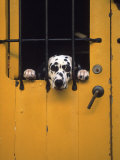 Dalmatian Looking Through Window Photographic Print by Michele Burgess