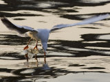 A Gull Collects Food from the Sava River Photographic Print