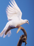 Dove Perched on Stick Photographic Print by Jim McGuire