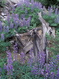 Arctic Lupine, Olympic National Park, Washington, USA Photographic Print by William Sutton
