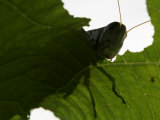 A Late Summer Grasshopper Munches on Some Green Leaves Lámina fotográfica