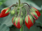 Red Flower and Buds of Tango Geranium in Greenhouse, LaConner, Washington, USA Lámina fotográfica por John & Lisa Merrill