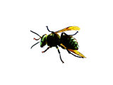 Bee Photographic Print