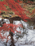 Bright Red Fall Leaves with Reflection in Water Photographic Print