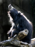 A Sloth Bear Enjoys the Morning Sun and a Passing Group of Tiny Midge Insects Photographic Print