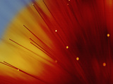 Lights Resembling Fiber Optic Cables Lámina fotográfica Lights Resembling Fiber Optic Cables Lámina fotográfica