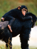 Baby Chimpanzee Lying on Mother's Back (Pan Satyrus), Miami, U.S.A. Photographic Print by Mark Newman
