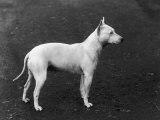 Champion Faultless an Early Example of the Bull Terrier Breed Stampa fotografica di Thomas Fall