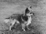 Champion Rozavel Wolf Cub Owner: Gray Lámina fotográfica por Thomas Fall Champion Rozavel Wolf Cub Owner: Gray Lámina fotográfica por Thomas Fall