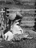 Sheep Shearing in Scotland at the End of May Lámina fotográfica por Fred Musto Sheep Shearing in Scotland at the End of May Lámina fotográfica por Fred Musto