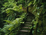 Stone Steps and a Path Cut Through Dense Jungle and Palm Trees Lámina fotográfica