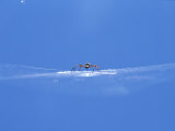 A Spider Perched on Its Web Lámina fotográfica A Spider Perched on Its Web Lámina fotográfica