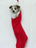 Homeless Puppy, December 2002 Photographic Print