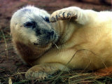 Baby Seal, on the Footpath at Donna Nook Nature Reserve in Lincolnshire Cairns, November 1996 Photographic Print