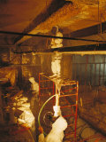 Workers Use Caution While They Scrape and Bag Toxic Asbestos, New York Photographie par Ted Spiegel