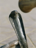 A Snake Charmer Steadies a Deadly Snake Photographic Print by Heather Perry