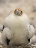 A Juvenile Great Frigatebird, Fregata Minor Photographie par Ralph Lee Hopkins