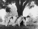Three Mythe Borzois Belonging to Miss E.M. Robinson Standing Under a Tree Photographic Print by Thomas Fall