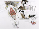 Diagram of the Effects of Oil and Oil Spills on Wildlife Photographic Print by Jack Unruh