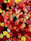 Roses for Sale at a Morning Market on Cours Saleya in the Old Town, Nice, France Photographie par Richard I'Anson