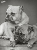 Two Unnamed Bulldogs Sit Together Photographie par Thomas Fall