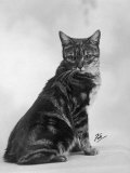 Manx Cat Sitting Down So You Cannot Really See That It Does Not Have a Tail Lámina fotográfica por Thomas Fall Manx Cat Sitting Down So You Cannot Really See That It Does Not Have a Tail Lámina fotográfica por Thomas Fall