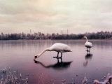 Swans on a Frozen Pond, January 2001 Photographic Print