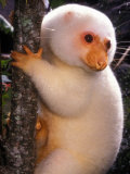 A Cuscus Clinging to a Tree Trunk Photographic Print