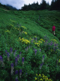 Hiking in the Coastal Hills Near Homer, Alaska Photographic Print by Bill Hatcher