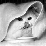 Long Haired Chinchilla Mark of Allington, Sticks His Tongue Out for the Camera, December 1958 Lámina fotográfica Long Haired Chinchilla Mark of Allington, Sticks His Tongue Out for the Camera, December 1958 Lámina fotográfica