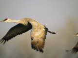 Sandhill Cranes in Flight Photographic Print