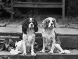 Camilla of Hillbarn Dickon of Littlebreach Sitting Together. Owner: Percival Photographic Print by Thomas Fall