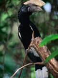 Silvery Cheeked Hornbill, Lake Manyara National Park, Tanzania Photographie par Ariadne Van Zandbergen