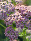 Achillea (Rougham Salmon), Lilac Sunlit Flowers Lámina fotográfica por Mark Bolton