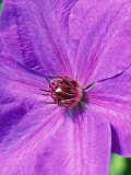 Clematis Clematis