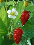 Fragaria Vesca (Alexandra), Strawberry, Close-up of Fruit Photographie par Chris Burrows