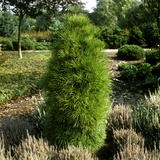 Sciadopitys Verticillata (Japanese Umbrella Pine) with Heather Photographie par Michele Lamontagne