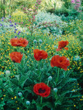 Papaver Orientale, Alchemilla Mollis Aquilegia, Ranunculus Arvensis Cae Hir, Wales Lámina fotográfica por Mark Bolton